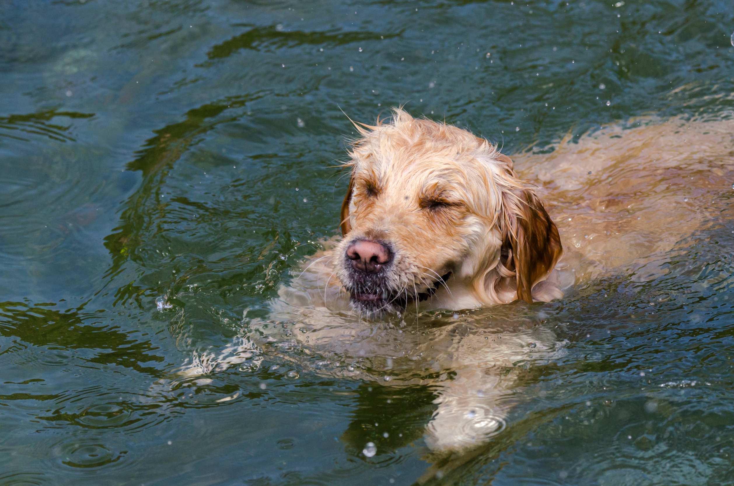 Hydropool for Dogs